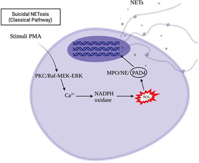 Diverse Roles of NETosis in the Pathogenesis of Lupus